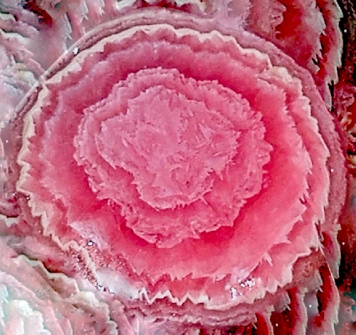 LumaVex - Camellia II