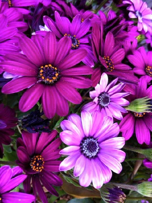LumaVex - Spring Purple Haze