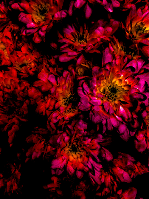 LumaVex - Chrysanthemum Fuschia Red