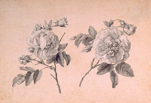 LumaVex - Anne's Roses